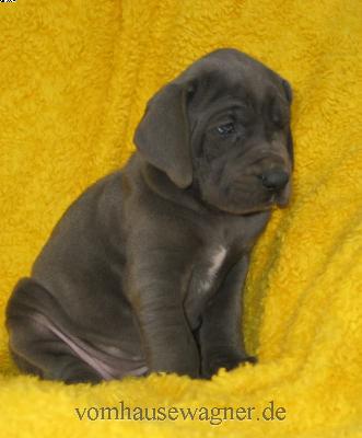 Papilla Vom Hause Wagner