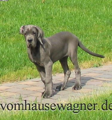 Papilla Vom Hause Wagner