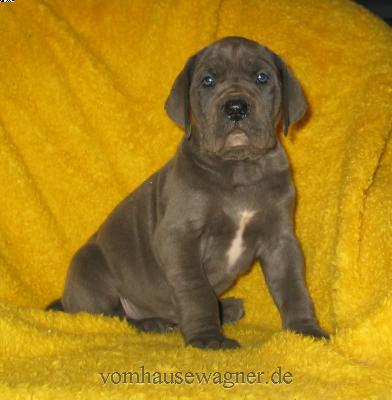 Palma Vom Hause Wagner