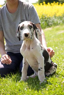 Hamlet Vom Teuchelwald