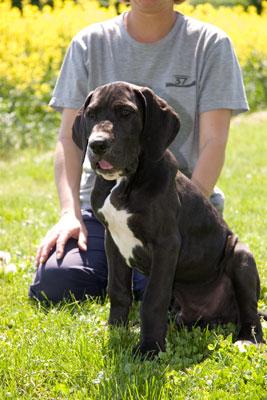 Herkules Vom Teuchelwald