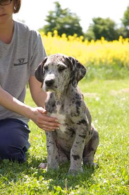 Hatschi Vom Teuchelwald