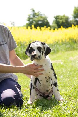 Honeymoon Vom Teuchelwald