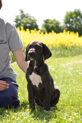 Honey Vom Teuchelwald