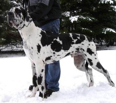 Emanuel Vom Cabellahof