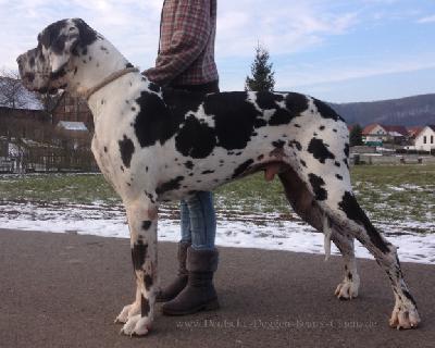 Emanuel Vom Cabellahof