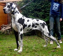 Escada Vom Cabellahof