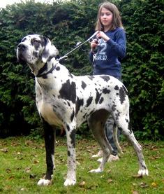 Escada Vom Cabellahof