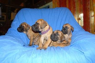 Osvo2008030401 Bocca D�tigre