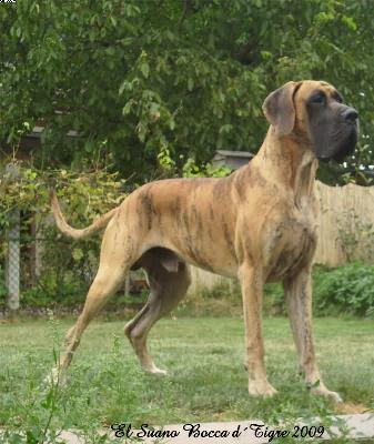 El Suano Bocca D�tigre