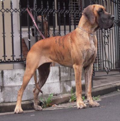 Evita Bocca D�tigre