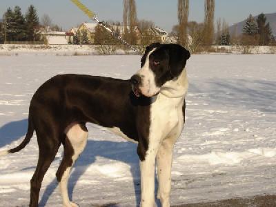 Equina-Elischa Von Schlesien