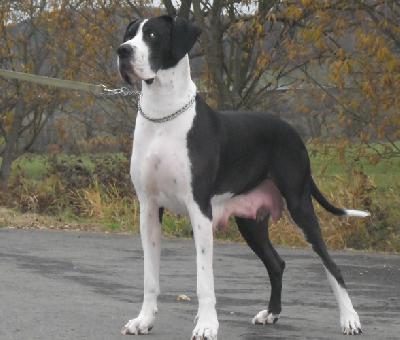 Equina-Elischa Von Schlesien