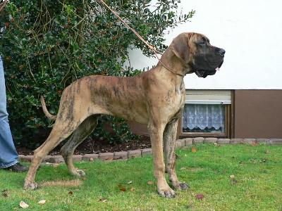 Odysse�s Vom Teufelsgrund