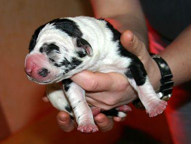 Carlos-lobo Vom Rabenwald