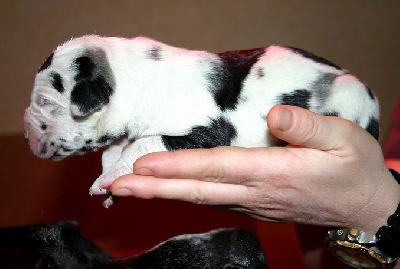 Casper Vom Rabenwald