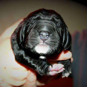 Camilla Vom Rabenwald