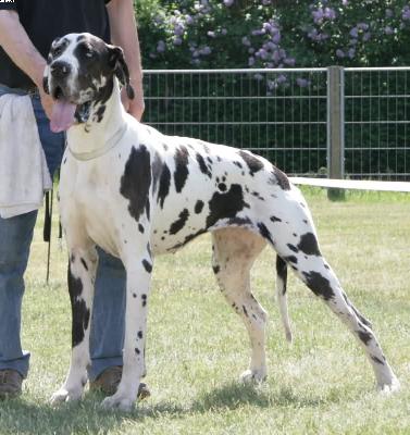 Belladonna De La Grisonniere