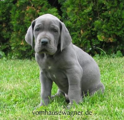 Quadratus Vom Hause Wagner