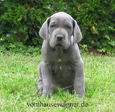 Quadratus Vom Hause Wagner