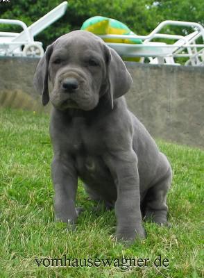 Quadrigeminus Vom Hause Wagner