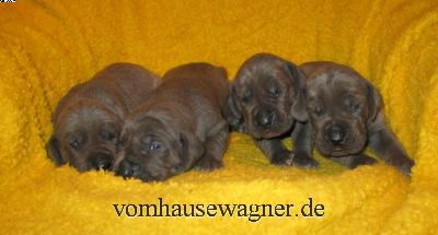 Quadrigeminus Vom Hause Wagner