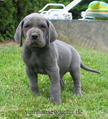 Quadrigeminus Vom Hause Wagner