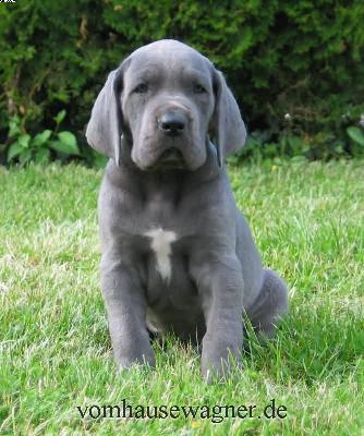 Quartus Vom Hause Wagner