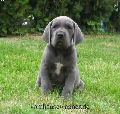 Quartus Vom Hause Wagner