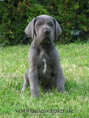 Quartum Vom Hause Wagner