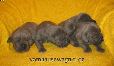 Quartum Vom Hause Wagner