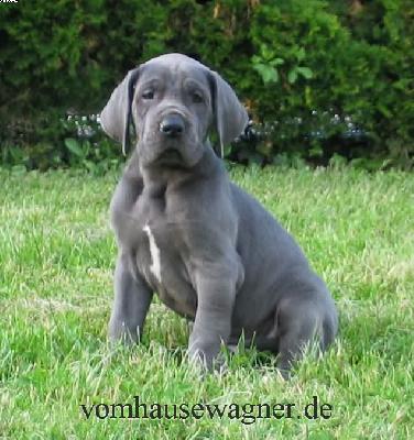 Quartum Vom Hause Wagner