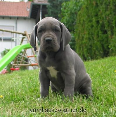 Quadriga Vom Hause Wagner