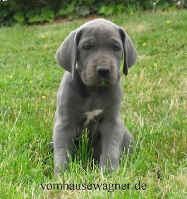 Quadrata Vom Hause Wagner