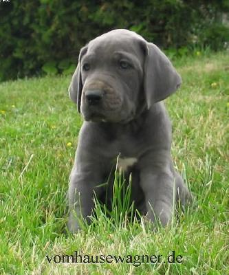 Quadrata Vom Hause Wagner