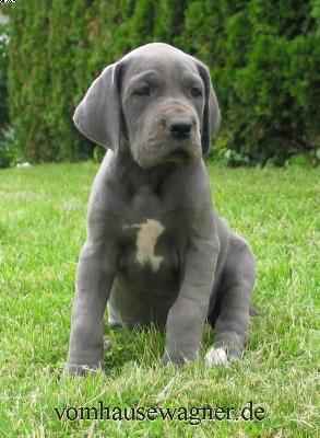 Quarta Vom Hause Wagner