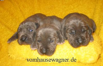 Quarta Vom Hause Wagner