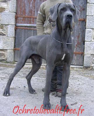 Vic Dochretolievaltt