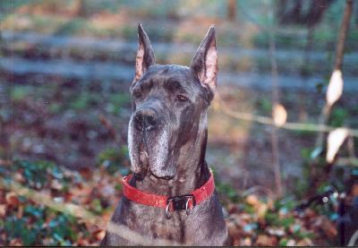 Ourhanie Dochretolievaltt