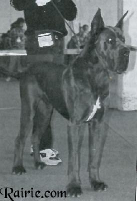 Ch Jordan Joyce Del Calvalino