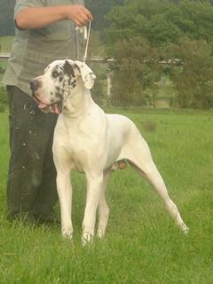 Innocence Von Schlesien