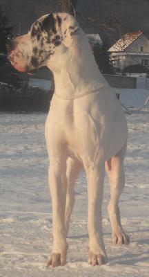 Innocence Von Schlesien