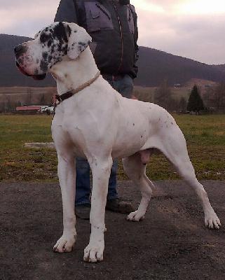 Innocence Von Schlesien