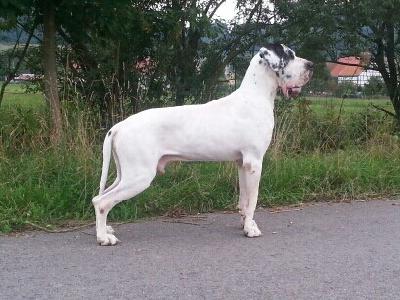 Innocence Von Schlesien