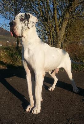 Innocence Von Schlesien