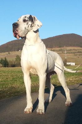 Innocence Von Schlesien