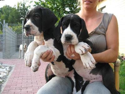 Inamon Von Schlesien