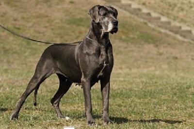 Bally Vom Hause Schleicher