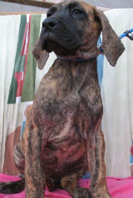 Jade Vom Regenbogental