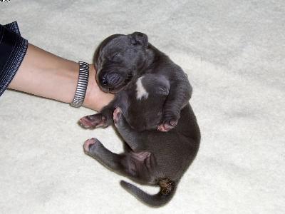 Adonis Vom Fu�e Des Druidenstein